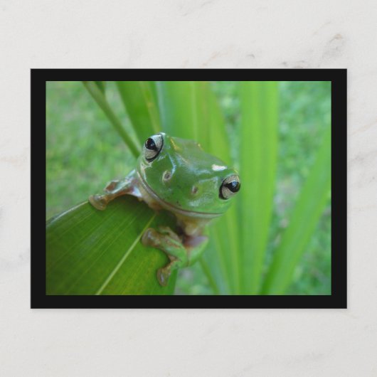 フロッグカードを見る ポストカード (正面)