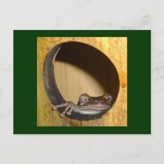 フロッグハウス ポストカード