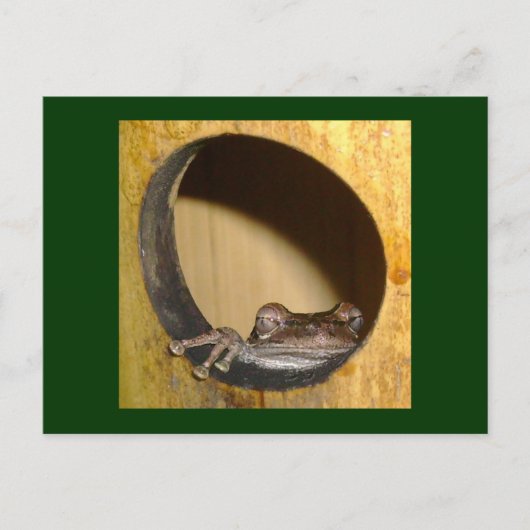 フロッグハウス ポストカード (正面)