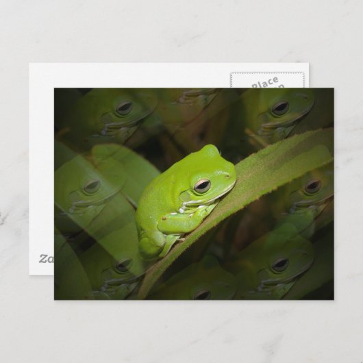 フロッグ反射はがき ポストカード (正面/裏面)