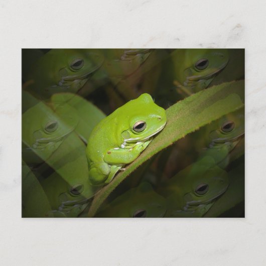 フロッグ反射はがき ポストカード (正面)
