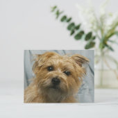 フロッピーのテリア郵便はがき ポストカード (スタンド正面)
