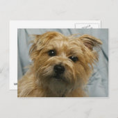 フロッピーのテリア郵便はがき ポストカード (正面/裏面)