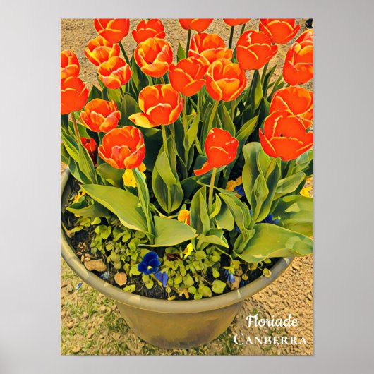 フロリアードキャンベラ花フェスティバルプリントチューリップ ポスター (正面)