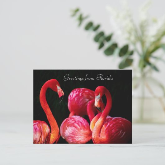 フロリダからのピンク・フラミンゴの挨拶、 シーズンポストカード (スタンド正面)