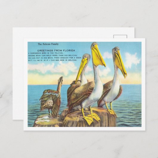 フロリダからの挨拶、ペリカン家族旅行 ポストカード (正面/裏面)