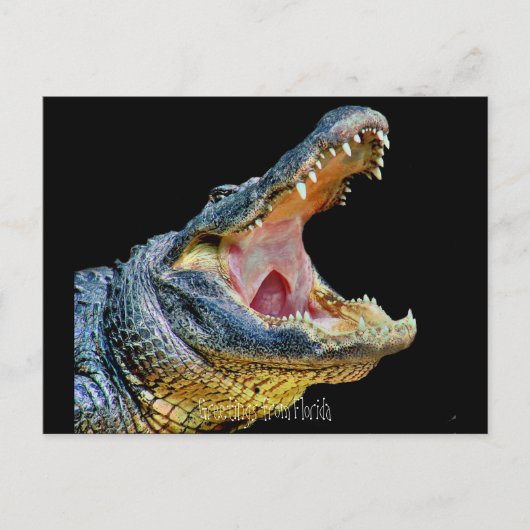 フロリダからの挨拶 ポストカード (正面)