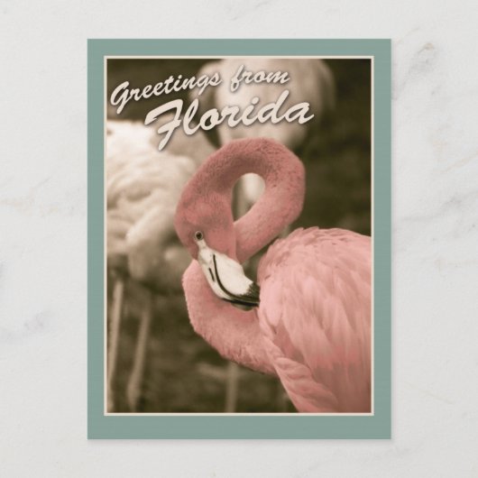 フロリダからの挨拶 ポストカード (正面)