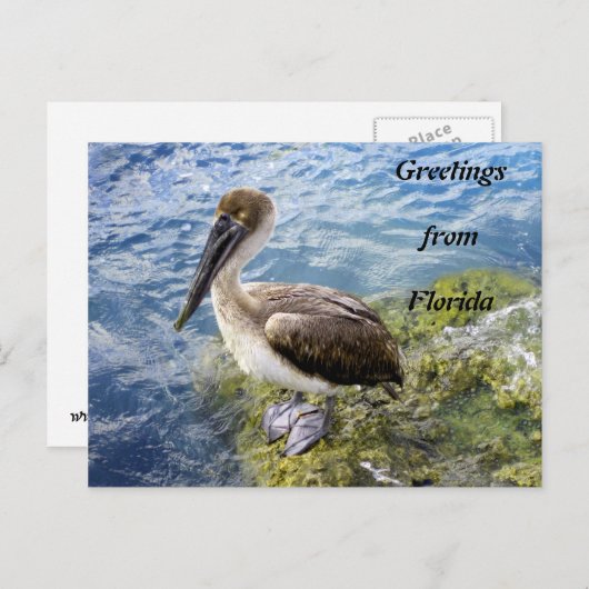 フロリダからの挨拶 ポストカード (正面/裏面)