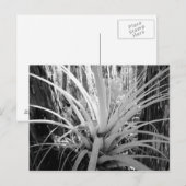 フロリダでよく見られる着生植物のチランジア ポストカード (正面/裏面)