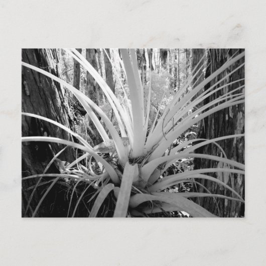 フロリダでよく見られる着生植物のチランジア ポストカード (正面)