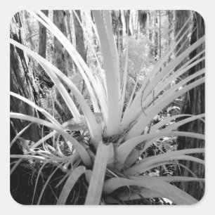フロリダで一般的な着生植物のチランジア スクエアシール