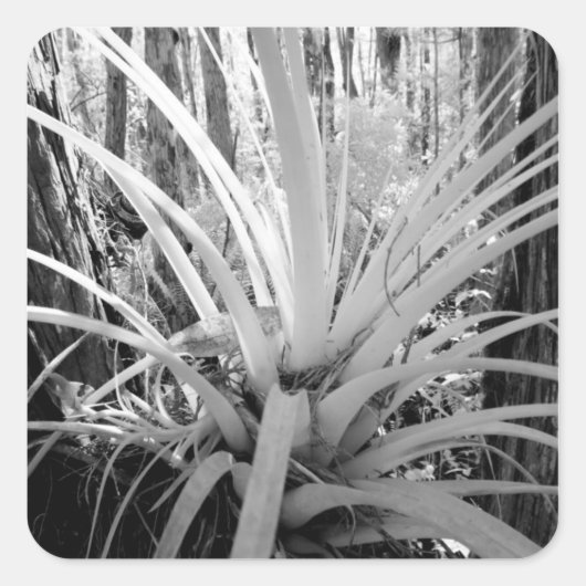 フロリダで一般的な着生植物のチランジア スクエアシール (正面)