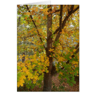 フロリダのかえでの変更色