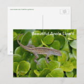 フロリダのアノールトカゲ ポストカード (正面/裏面)