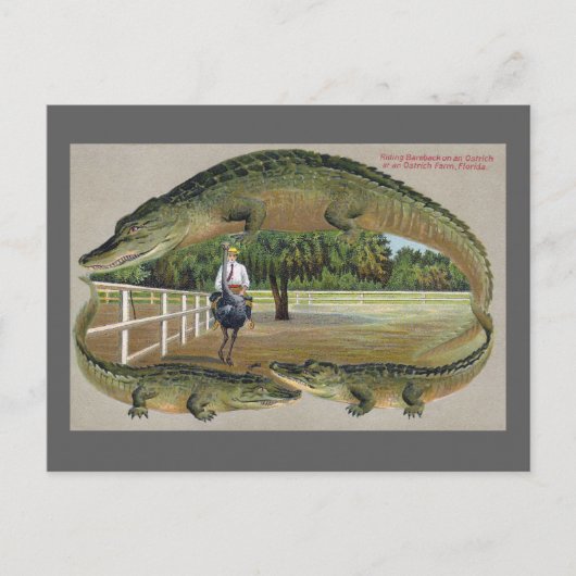 フロリダのアリゲーターとオストリッヒ農場 ポストカード (正面)