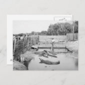 フロリダのアリゲーターショー， 1904 ポストカード (正面/裏面)