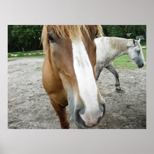 フロリダのアートポスター、オカラの馬 ポスター (正面)