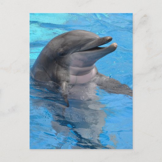フロリダのイルカ ポストカード (正面)