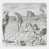 フロリダのインディアン植えトウモロコシ スクエアシール