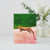 フロリダのキューバ産カゲトカゲ ポストカード (スタンド正面)