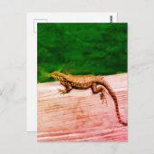 フロリダのキューバ産カゲトカゲ ポストカード (正面/裏面)