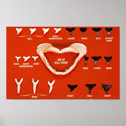 フロリダのサメ ポスター (正面)