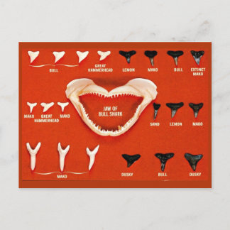 フロリダのサメ ポストカード