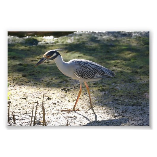 フロリダのサンゴククロサギ フォトプリント            (正面)