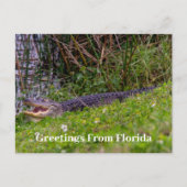 フロリダのパーソナライズからのアリゲーターの挨拶 ポストカード (正面)