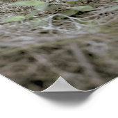 フロリダのヒョウ、フェリス・コンカラー・コーリ、 ポスター (角)