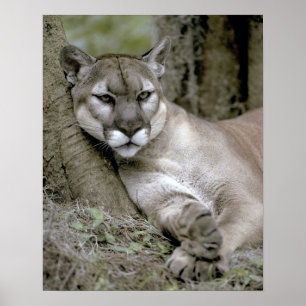 フロリダのヒョウ、フェリス・コンカラー・コーリ、 ポスター
