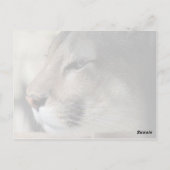 フロリダのヒョウ ポストカード (裏面)