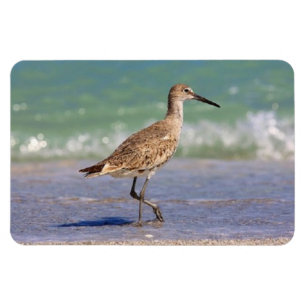 フロリダのビーチの磁石の若いCurlewの浜鳥 マグネット
