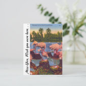 フロリダのフラミンゴ ポストカード (スタンド正面)