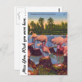 フロリダのフラミンゴ ポストカード (正面/裏面)