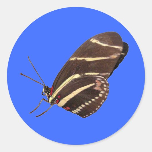 フロリダのロングウィング蝶 ラウンドシール (正面)