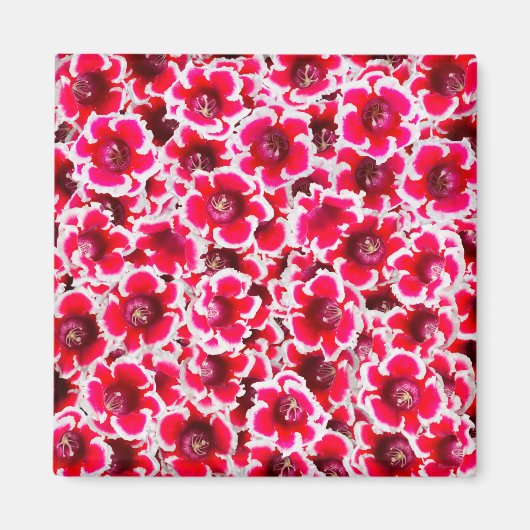 フロリダのワイゲラ花 マグネット (正面)