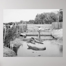 フロリダのワニショー、1904年。ヴィンテージ写真 ポスター
