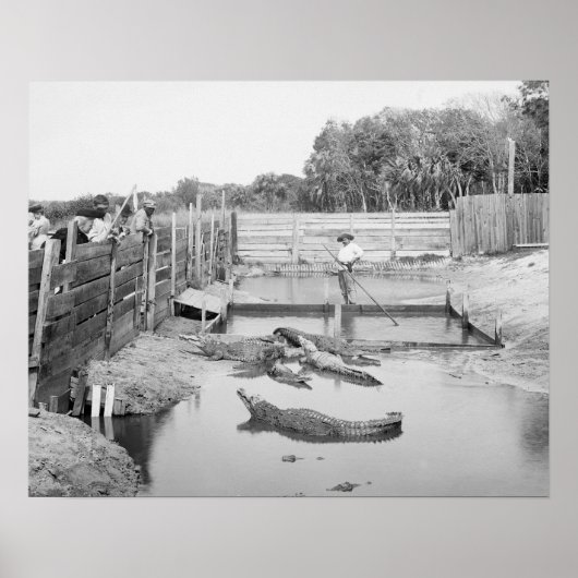 フロリダのワニショー、1904年。ヴィンテージ写真 ポスター (正面)