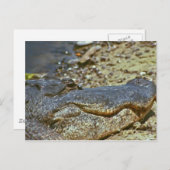フロリダのワニ ポストカード (正面/裏面)