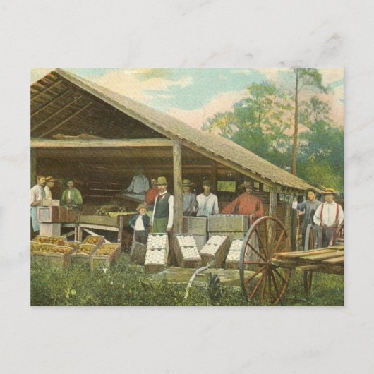 フロリダのヴィンテージはがき、"パッキングオレンジ" ポストカード (正面)