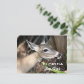 フロリダの主シカの郵便はがき ポストカード (スタンド正面)