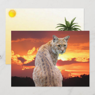 フロリダの夕焼けに佇むボブキャットのフラットカード