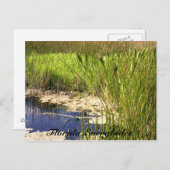 フロリダの沼沢地 ポストカード (正面/裏面)