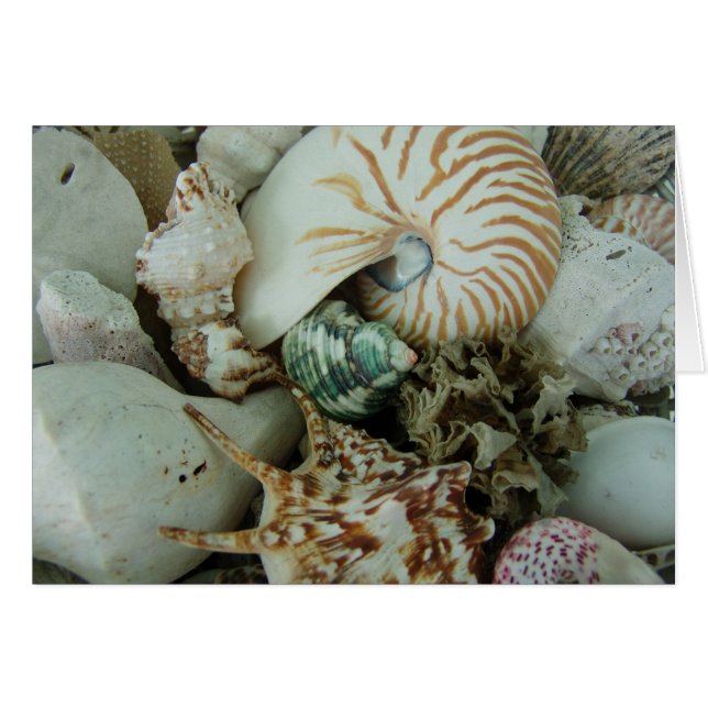 フロリダの海の貝 (正面横)