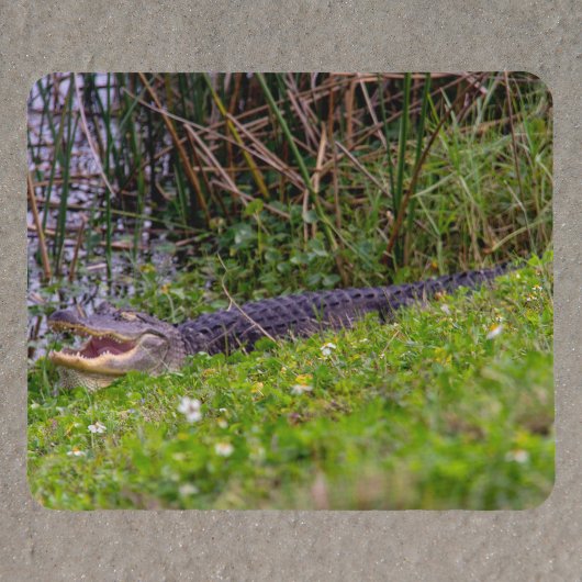 フロリダの湿地の写真 マウスパッド