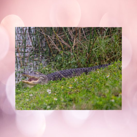 フロリダの湿地帯にいるワニの写真 ジグソーパズル