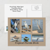 フロリダの熱帯鳥 ポストカード (正面/裏面)