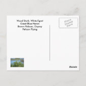 フロリダの熱帯鳥 ポストカード (裏面)